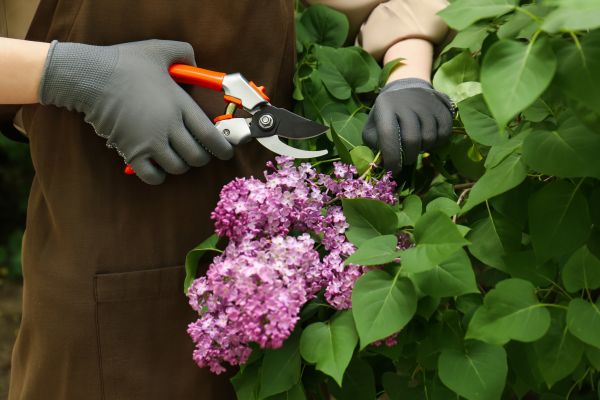 Cost of Lilac Pruning Service in Flint