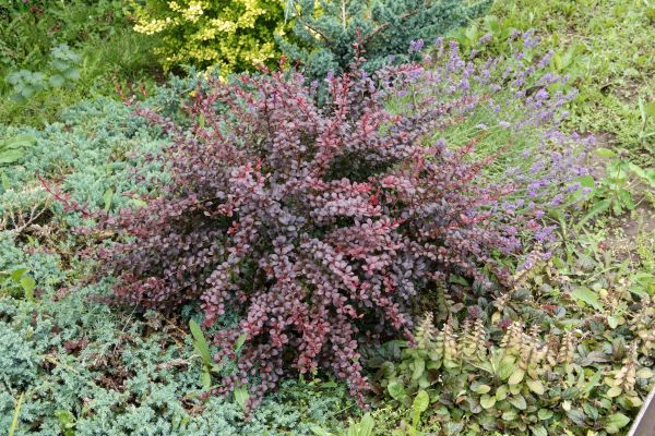 Cost of Japanese Barberry Removal in Flint
