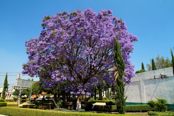 Cost of Jacaranda Pruning in Flint