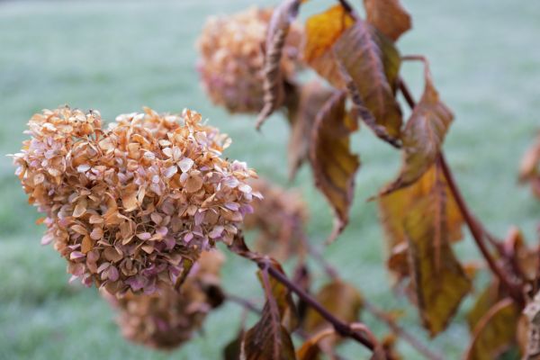 Cost of Hydrangea Removal in Flint
