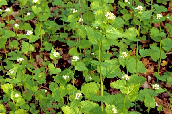 Cost of Garlic Mustard Removal in Flint