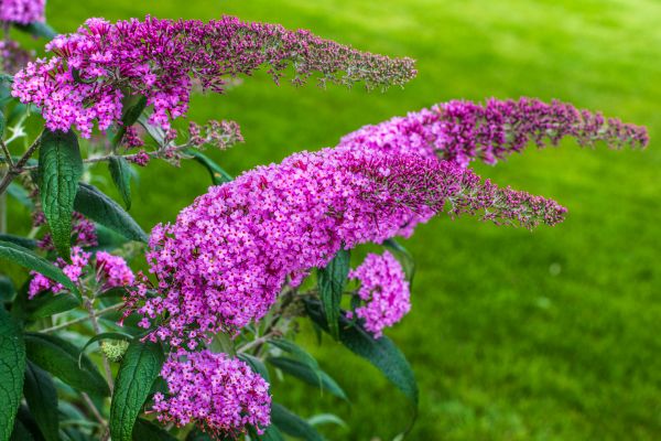 Cost of Butterfly Bush Removal in Flint
