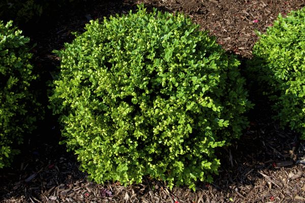 Cost of Boxwood Removal in Flint