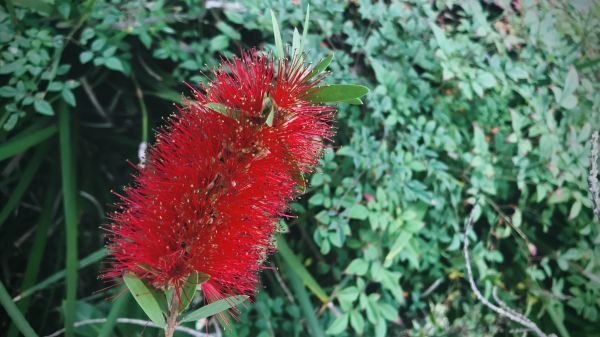 Cost of Bottlebrush Pruning in Flint