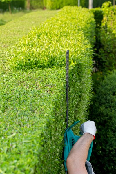 Hedge Trimming in Flint